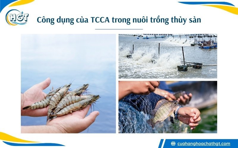 Công dụng của hóa chất TCCA 90 trong nuôi trồng thủy sản