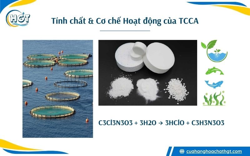 Trichloroisocyanuric Acid - Tính chất & Cơ chế hoạt động của TCCA