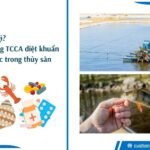 TCCA là gì? Cách dùng TCCA xử lý nước diệt khuẩn trong nuôi trồng thủy sản