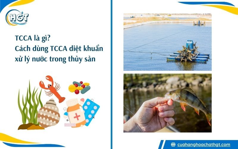 TCCA là gì? Cách dùng TCCA xử lý nước diệt khuẩn trong nuôi trồng thủy sản