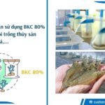 Hướng dẫn sử dụng BKC 80% trong nuôi trồng thủy sản ao nuôi tôm cá