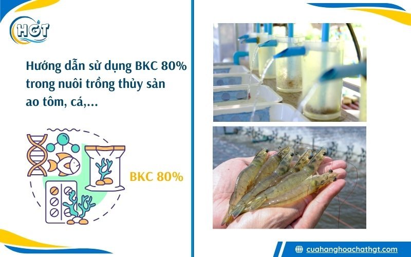 Hướng dẫn sử dụng BKC 80% trong nuôi trồng thủy sản ao nuôi tôm cá