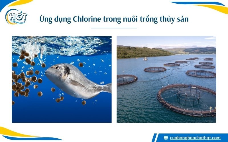 Ứng dụng của hóa chất Chlorine trong nuôi trồng thủy sản và ao nuôi tôm cá