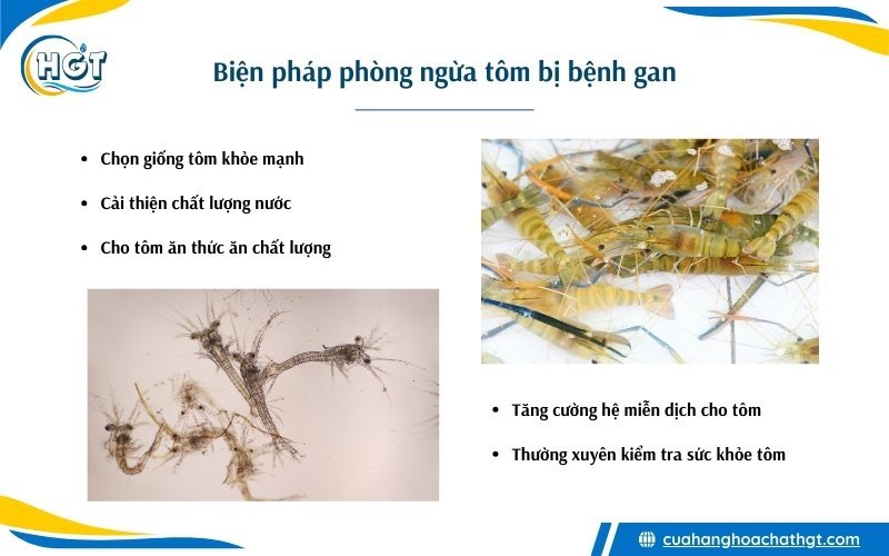 Biện pháp phòng ngừa tôm bị bệnh gan