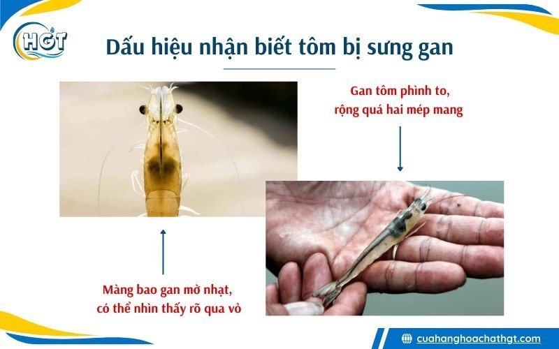 Dấu hiệu nhận biết tôm bị sưng gan