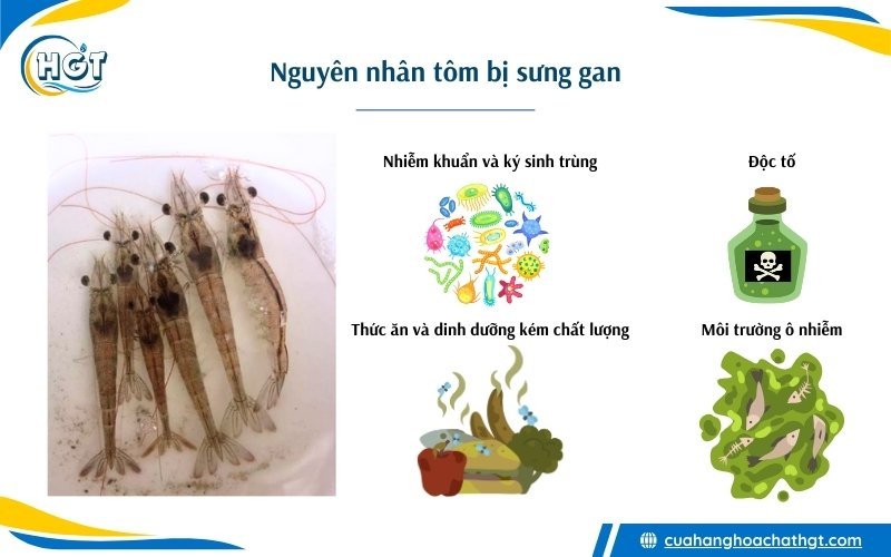 Nguyên nhân tôm bị bệnh sưng gan, vàng gan, xuất huyết,...