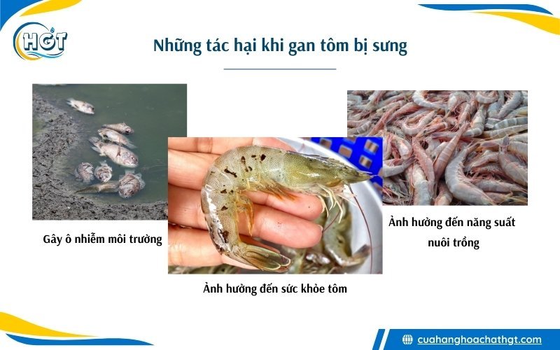 Những tác hại khi gan tôm bị sưng