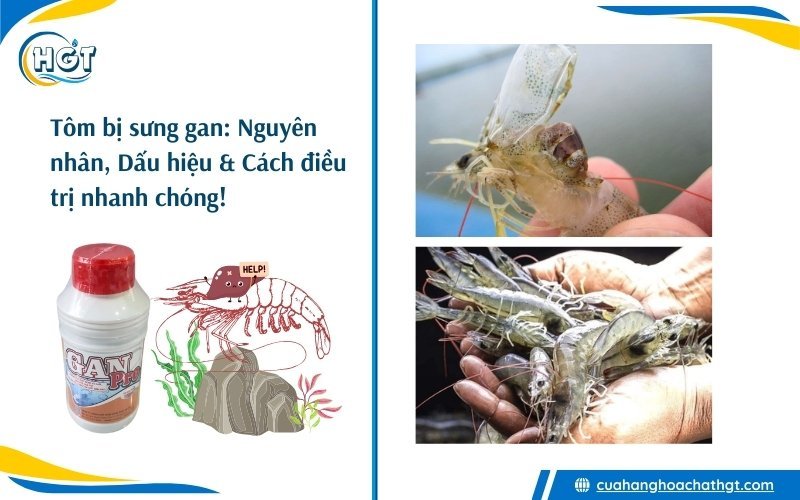 Tôm bị sưng gan: Nguyên nhân, dấu hiệu Và cách điều trị