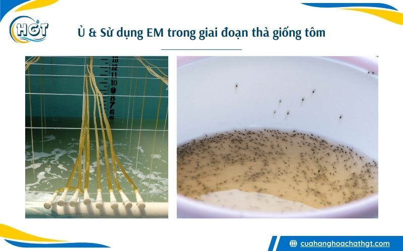 Cách đánh men vi sinh EM nuôi tôm hiệu quả trong giai đoạn thả giống