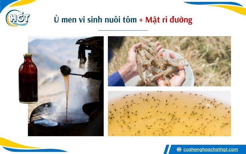 Cách ủ men vi sinh nuôi tôm kết hợp mật rỉ đường