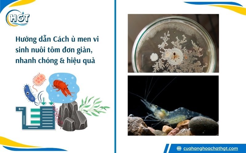 Hướng dẫn Cách ủ men vi sinh nuôi tôm đơn giản, an toàn và hiệu quả